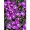 Delosperma TABLE MOUNTAIN - kosmatec