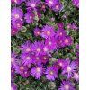 Delosperma TABLE MOUNTAIN - kosmatec