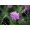 pink mist scabiosa columbaria 71537 1