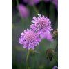 pink mist scabiosa columbaria 71537 2