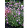 pink mist scabiosa columbaria 71537 3