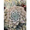 Sempervivum hybridum AQUILA - netřesk