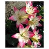 Lilie SUGAR LOVE - lilium