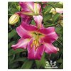 Lilie PURPLE LADY - lilium