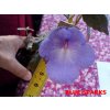 Achimenes BLUE SPARKS - honzík, bouloň
