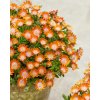 Delosperma cooperi Ice Cream™ Orange 35678 C 1