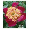 Paeonia SWORD DANCE - pivoňka