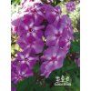 Phlox paniculata BLUE BOY - plamenka latnatá, flox