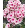 Phlox paniculata BRIGHT EYES - plamenka latnatá, flox