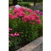 Phlox paniculata Ka Pow Pink 35907 S 1