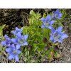 Gentiana cultivars LUIS EASY BLUE - hořec