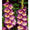 Mečík DYNAMITE - gladiolus