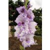 Mečík KURNÁS - gladiolus