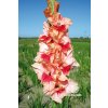 Mečík ČEŘÍNEK - gladiolus