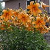 Lilium Orange Space