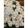 aster dumosus SNOWSPRITE1