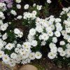 aster dumosus SNOWSPRITE
