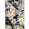 Aster dumosus SNOWSPRITE - hvězdnice keříčkovitá, astra