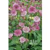 Astrantia major SPARKLING STARS PINK - jarmanka