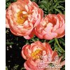 Paeonia CORAL CHARM - pivoňka