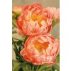 Paeonia CORAL SUNSET - pivoňka