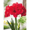 Hippeastrum Amarylis Double Delicious 2022 1