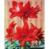 Amaryllis DOUBLE DELICIOUS - hippeastrum, hvězdník