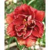 Denivka STELLAR DOUBLE ROSE - hemerocallis