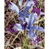 Iris reticulata HALKIS - "kosatec, kosatčík"