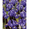 Iris reticulata RHAPSODY - "kosatec, kosatčík"
