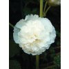Alcea Double white