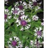 Centaurea MOUNT AMETHYST SNOW