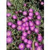 Delosperma JOHN PROFIT - kosmatec