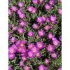 Delosperma JOHN PROFIT - kosmatec