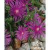 Delosperma JOHN PROFIT - kosmatec