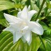 Hosta VENUS