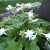 hosta VENUS1
