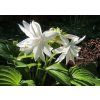 hosta VENUS2