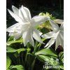 Hosta VENUS - bohyška, funkie