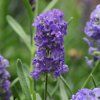 Lavandula ELLEGANCE PURPLE