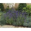 Lavandula ELLEGANCE PURPLE1