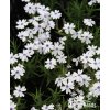 Phlox subulata BAVARIA - plamenka šídlovitá, flox