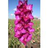 Mečík BALTORO - gladiolus