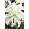 Lilie POLAR STAR - lilium