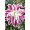 Lilie SWEET ROSY - lilium