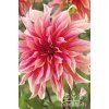 Jiřina LABYRINTH - dahlia