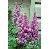 Astilbe arendsii AMETHYST - čechrava