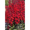 Lobelia speciosa STARSHIP SCARLET - lobelka