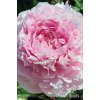 Paeonia ALBERT CROUSE - pivoňka