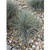 Festuca valesiaca glaucantha  - kostřava modrá